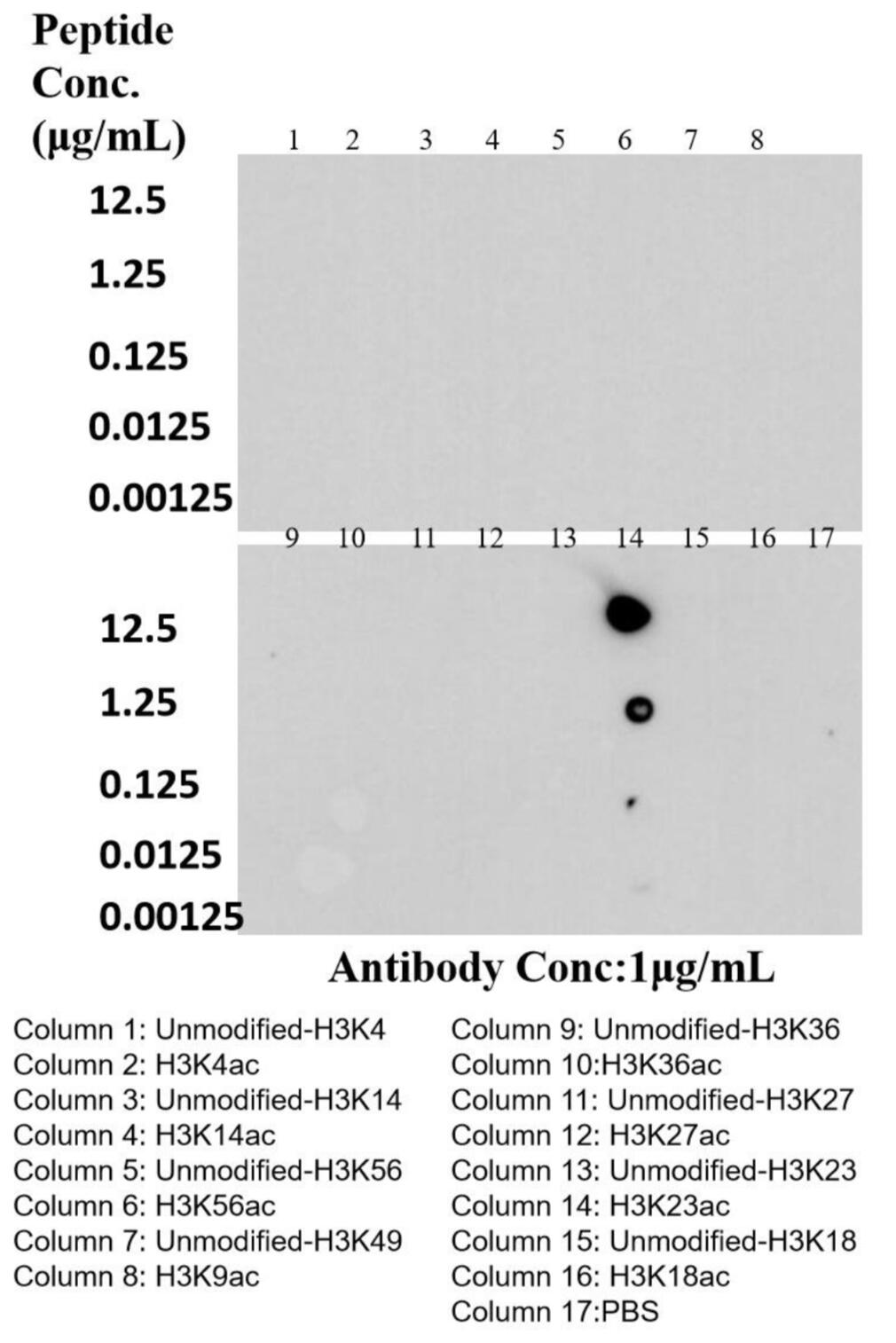 Dot Blot experiment of peptide using Acetyl-Histone H3 (Lys23) Recombinant antibody (82838-2-RR)